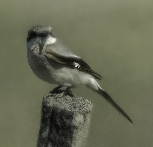 Loggerhead Shrike - ML617747275