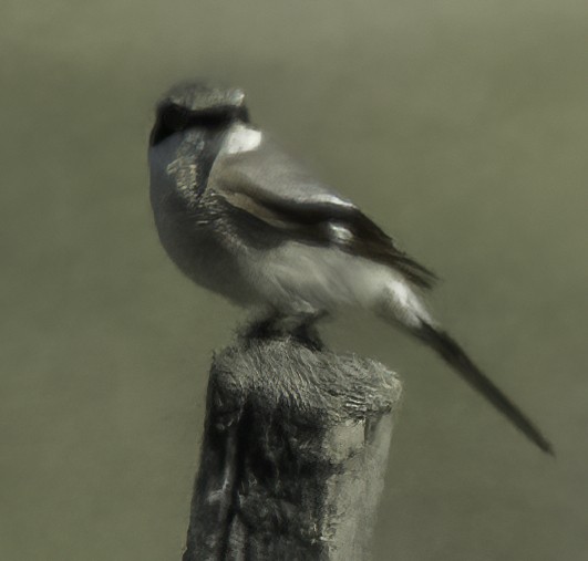 Loggerhead Shrike - ML617747276