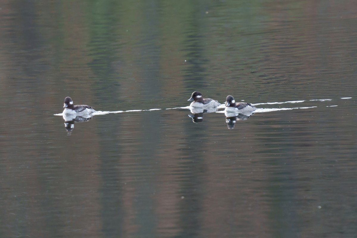 Bufflehead - ML617747288