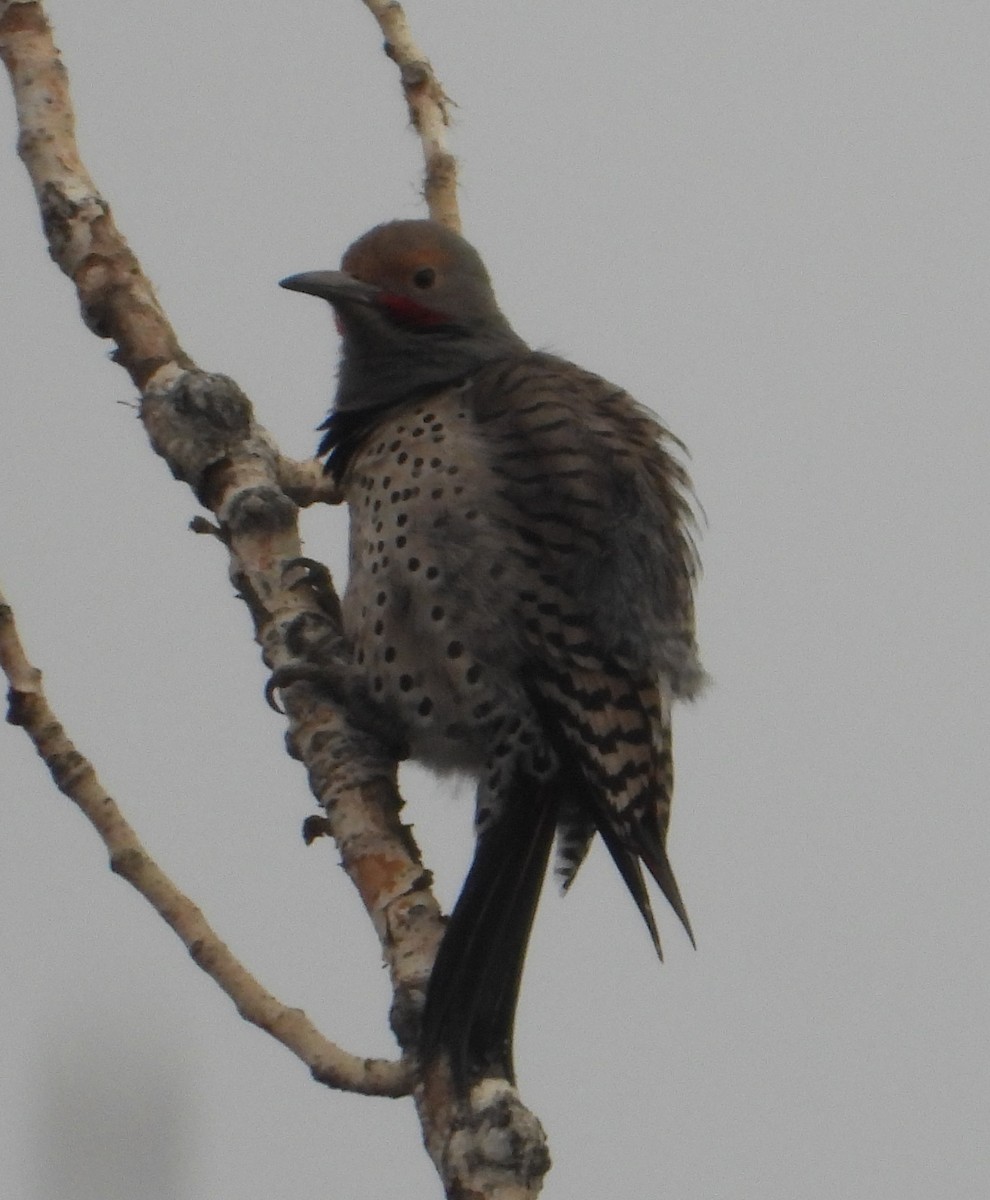 Northern Flicker - ML617747292