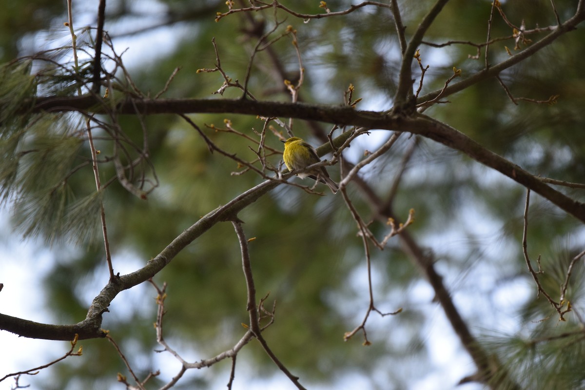 Pine Warbler - ML617747340