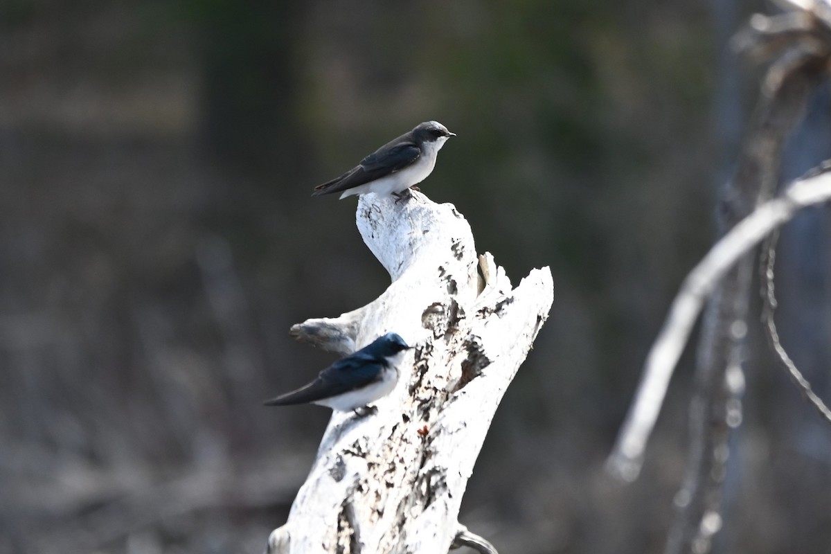 Tree Swallow - Amanda Avery