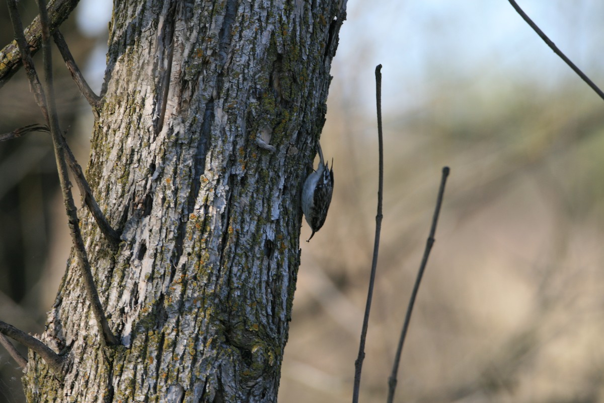 Brown Creeper - ML617747384