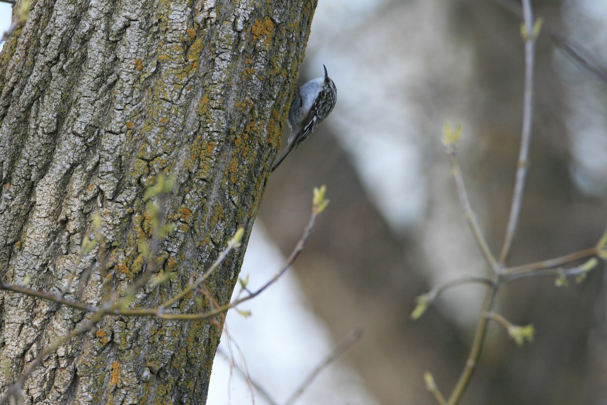 Brown Creeper - ML617747386