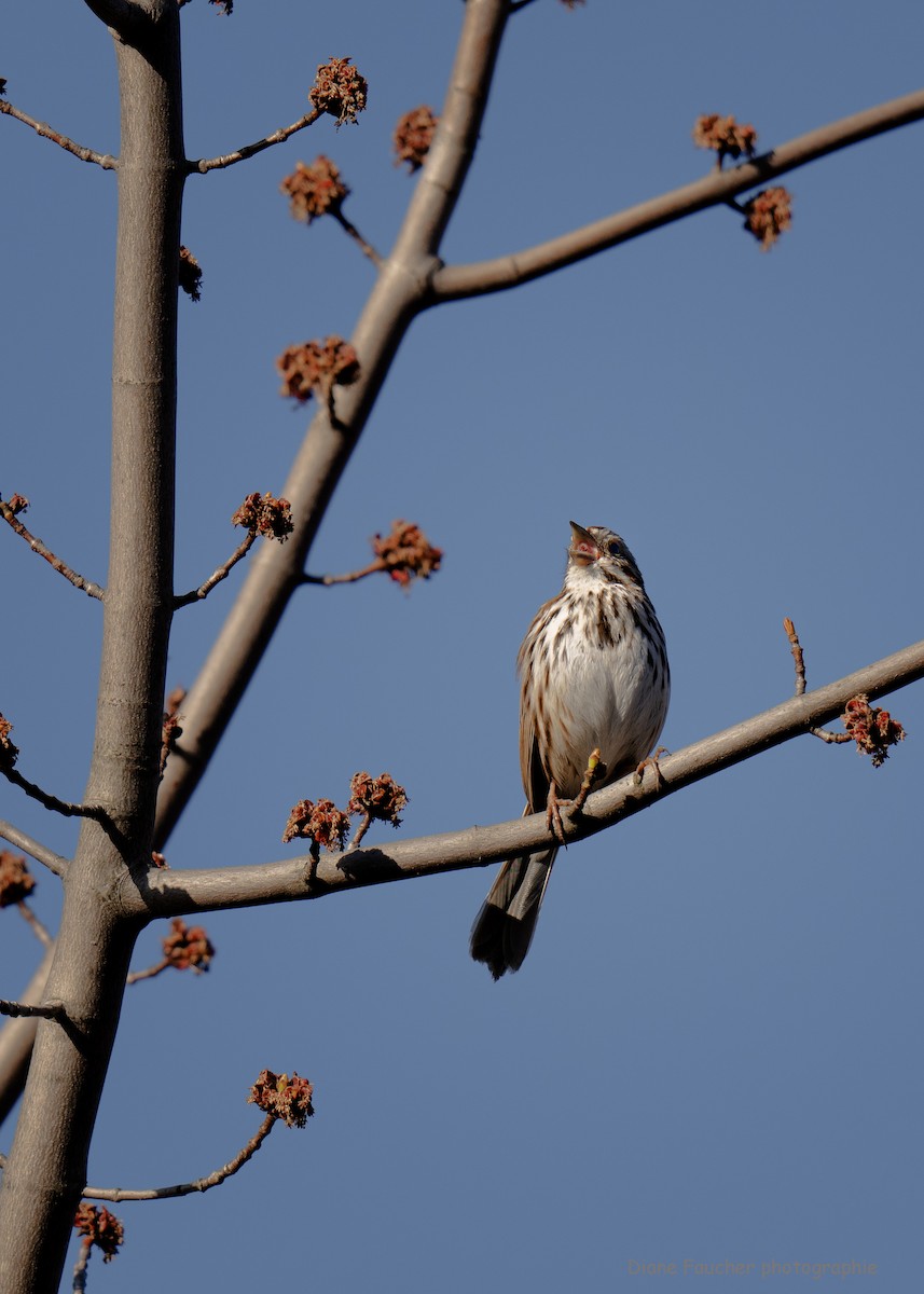 Song Sparrow - ML617747392