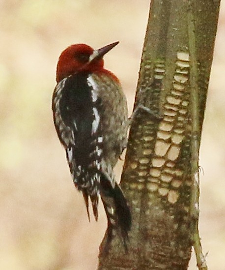 Red-breasted Sapsucker - ML617747397