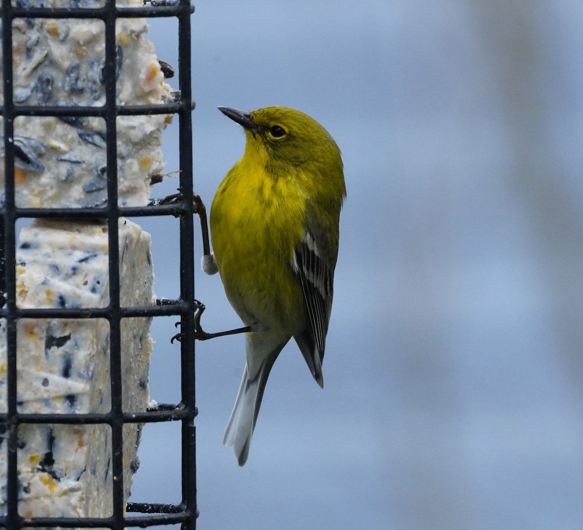 Pine Warbler - Amy Swarr