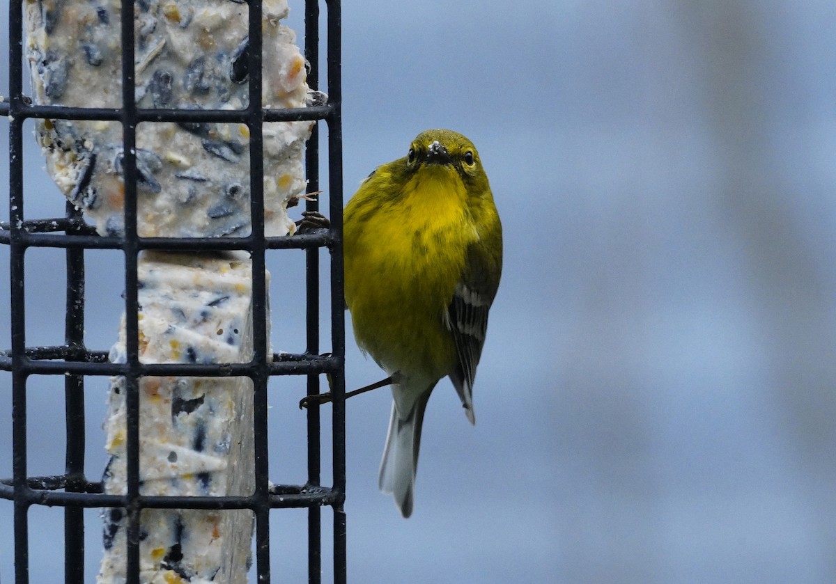 Pine Warbler - ML617747403