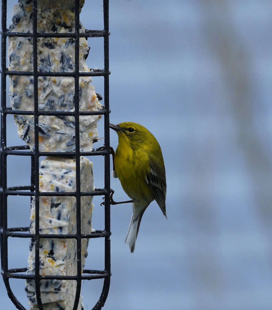 Pine Warbler - ML617747405