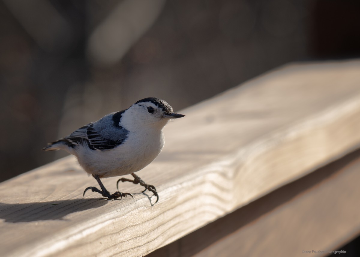 White-breasted Nuthatch - ML617747423