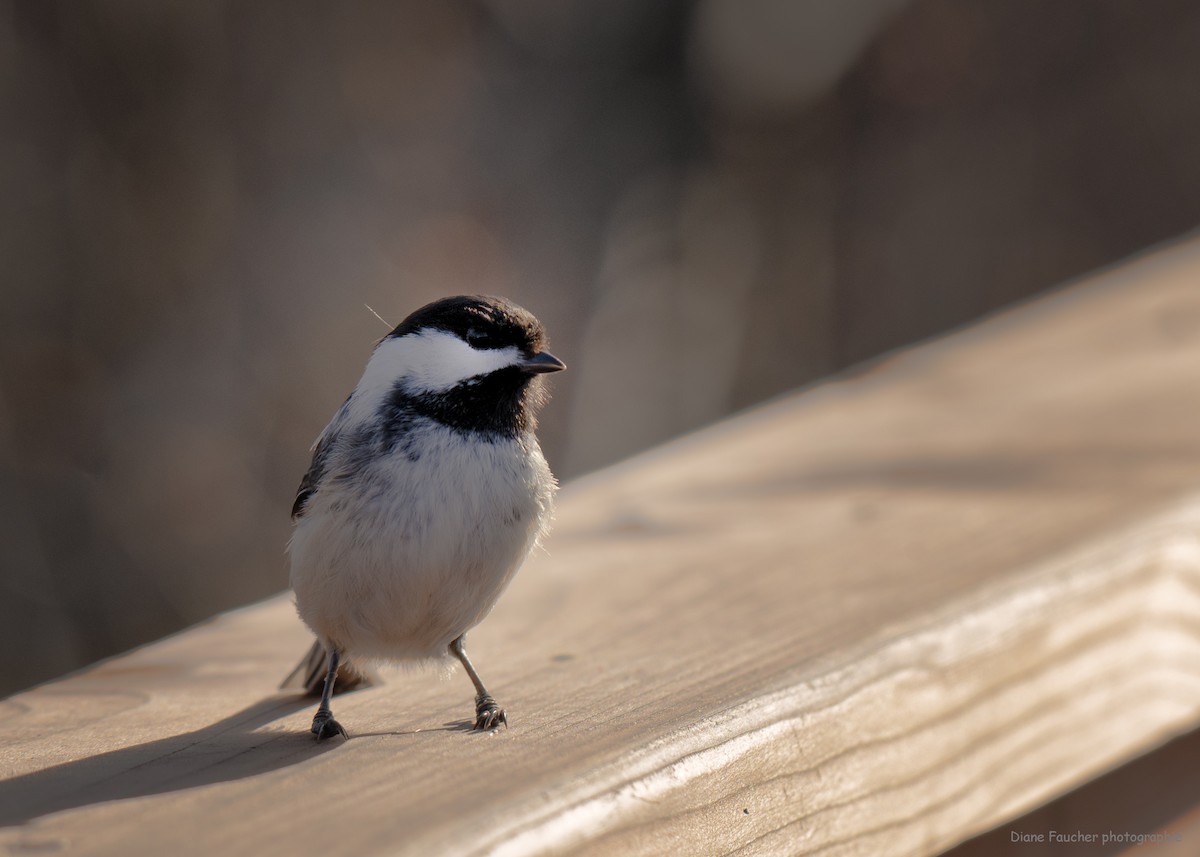 Black-capped Chickadee - Diane Faucher