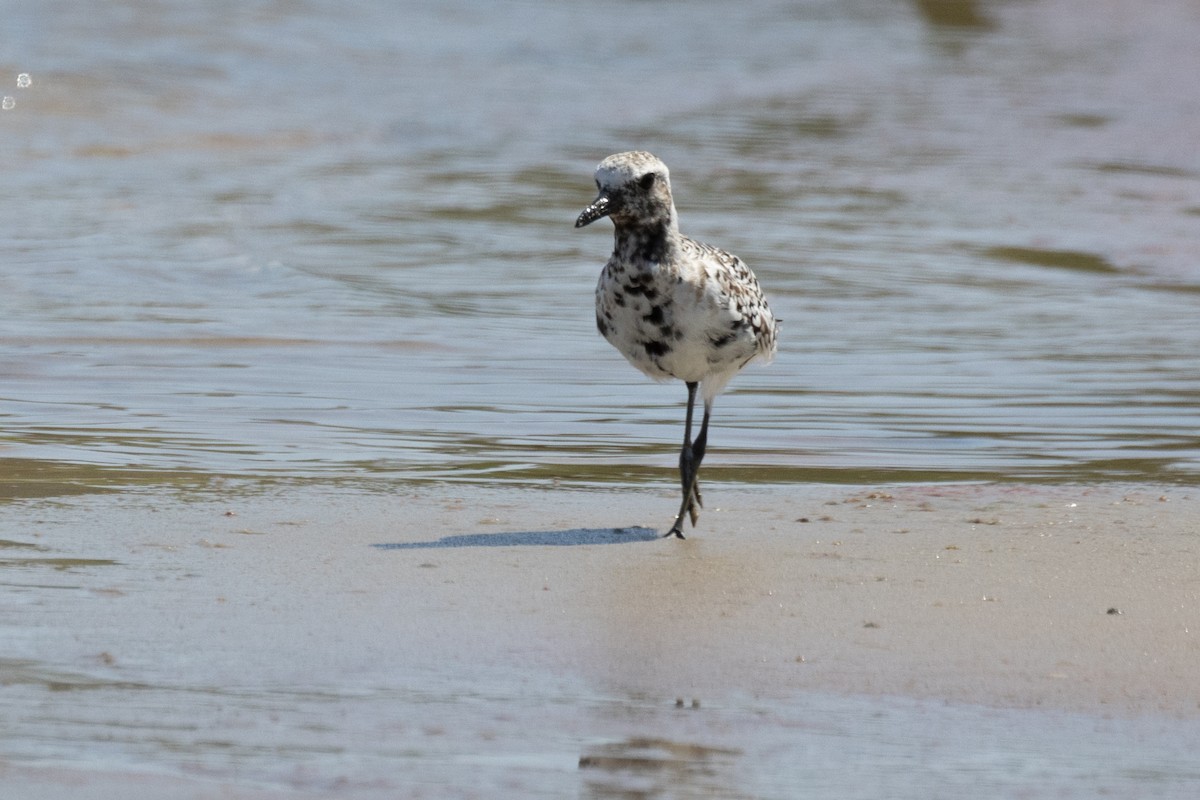 Black-bellied Plover - ML617747455