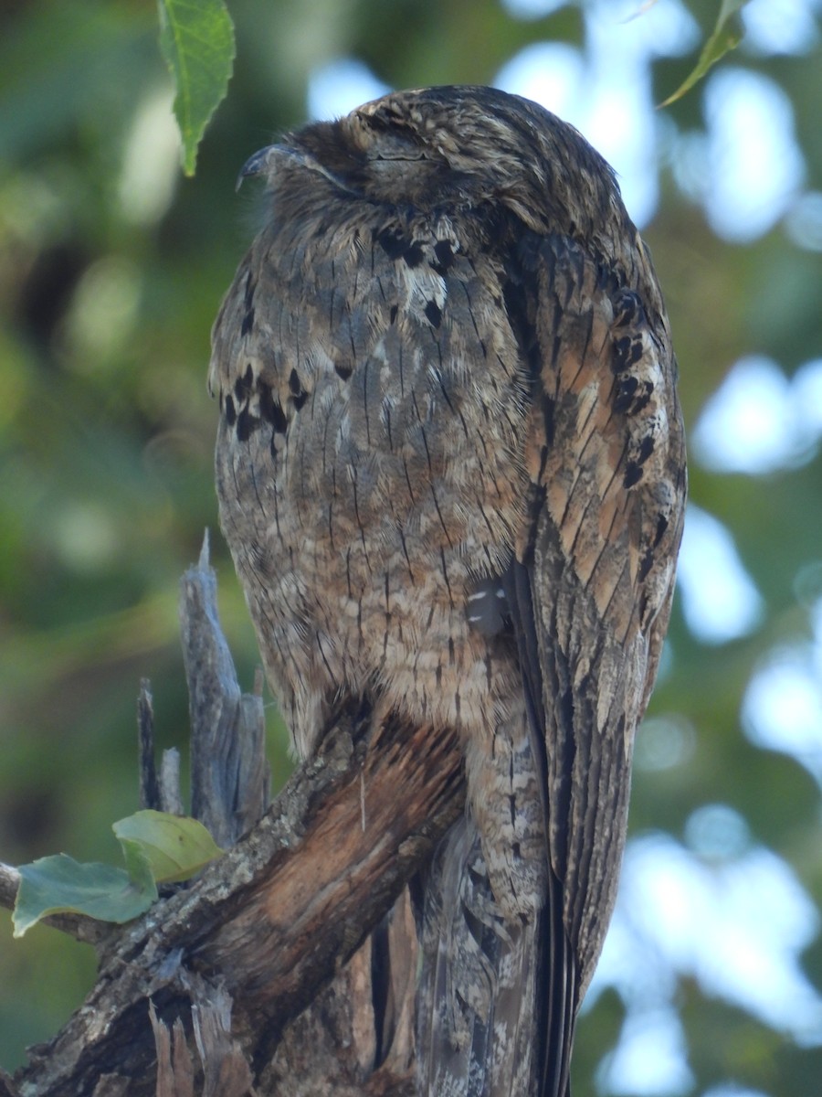 Common Potoo - ML617747458