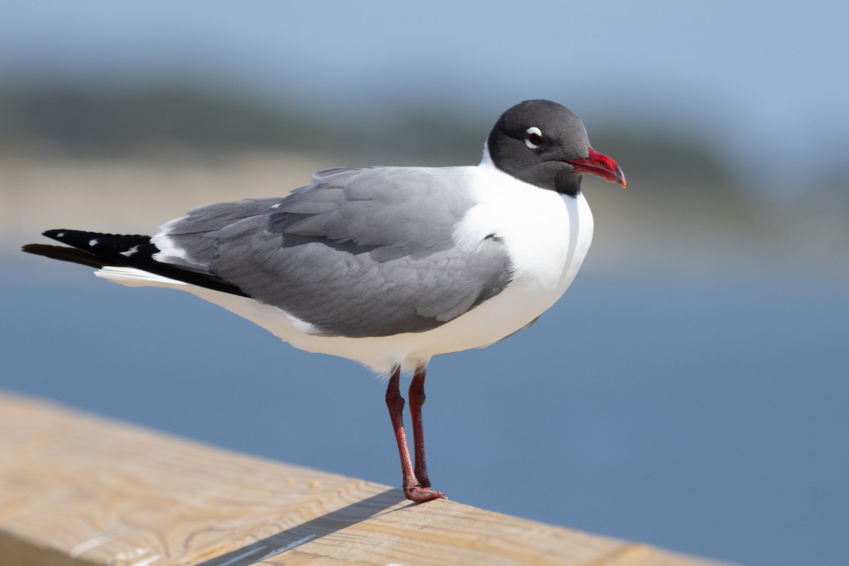 Laughing Gull - ML617747481