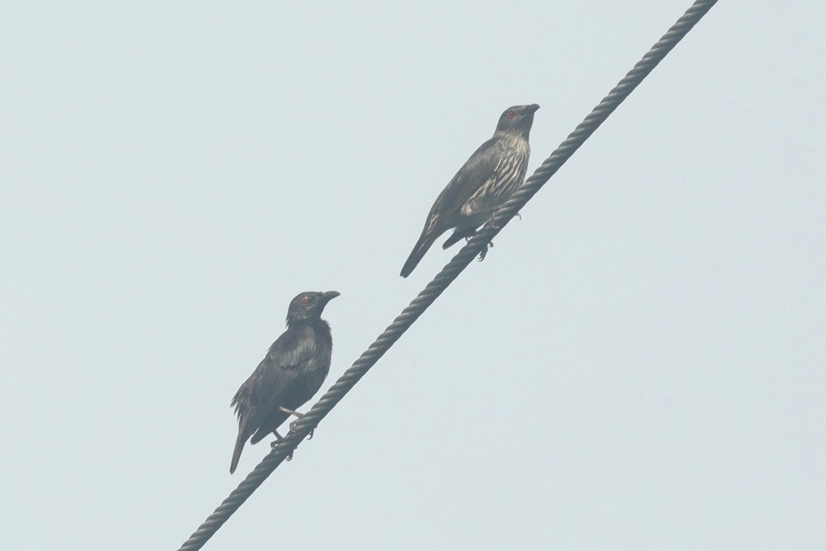 Asian Glossy Starling - ML617747491