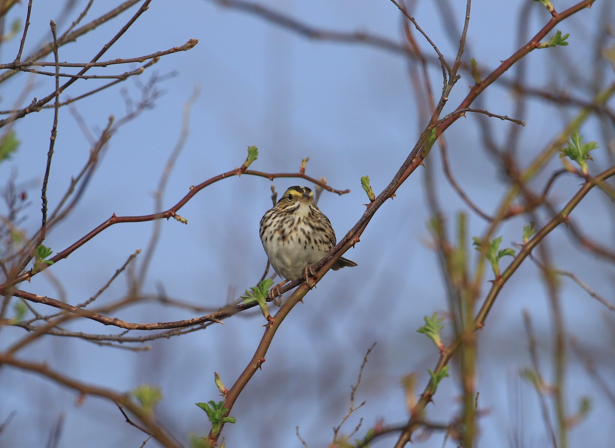 Savannah Sparrow - Robert Dixon