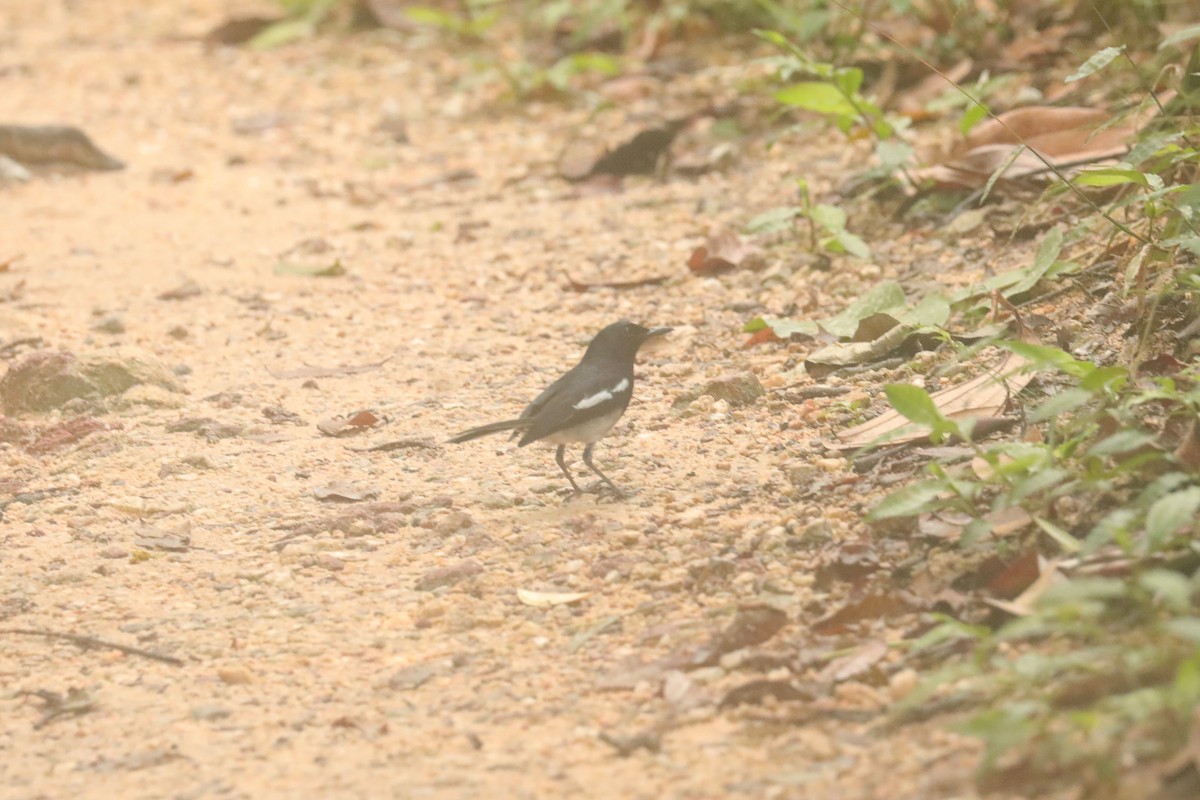 Oriental Magpie-Robin - ML617747533