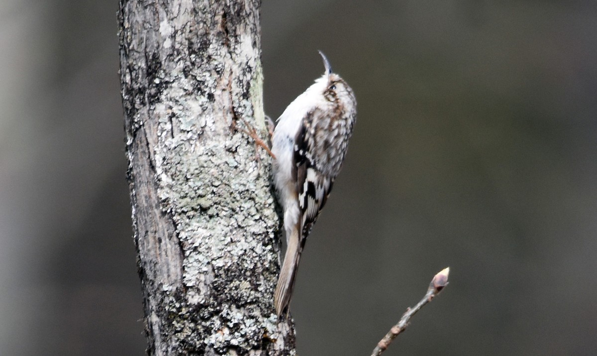 Brown Creeper - ML617747558