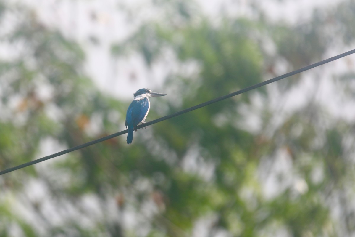 Collared Kingfisher - ML617747561