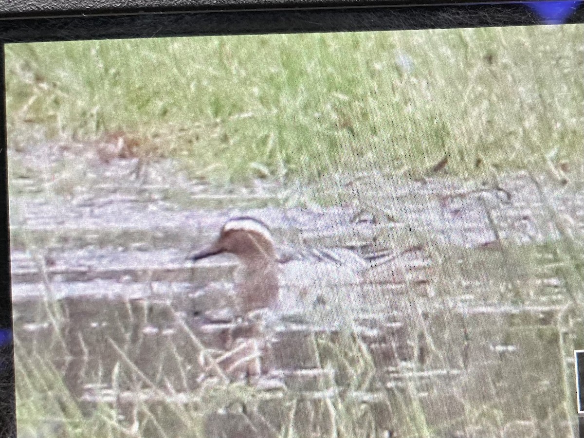 Garganey - Andy Sanford