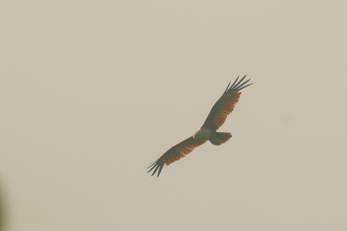 Brahminy Kite - ML617747587