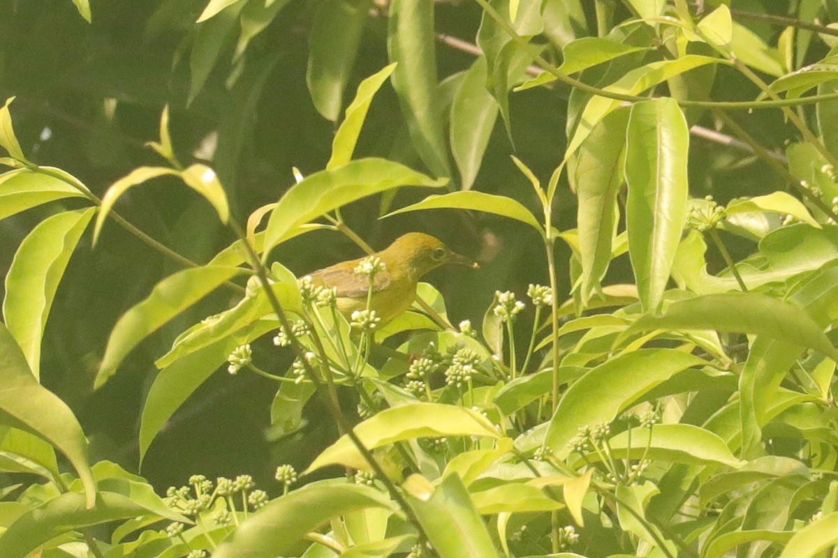 Brown-throated Sunbird - ML617747602