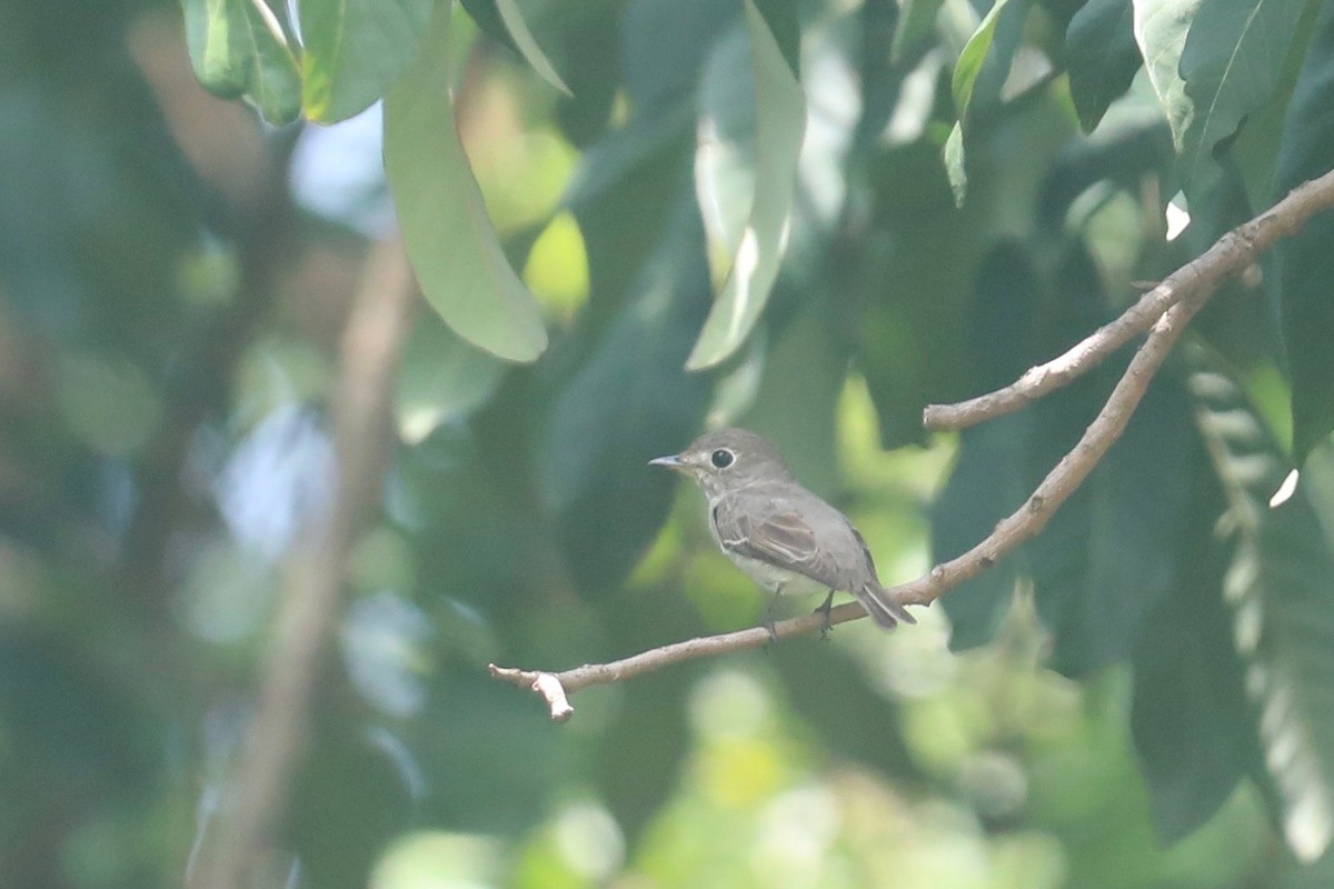 Asian Brown Flycatcher - ML617747605