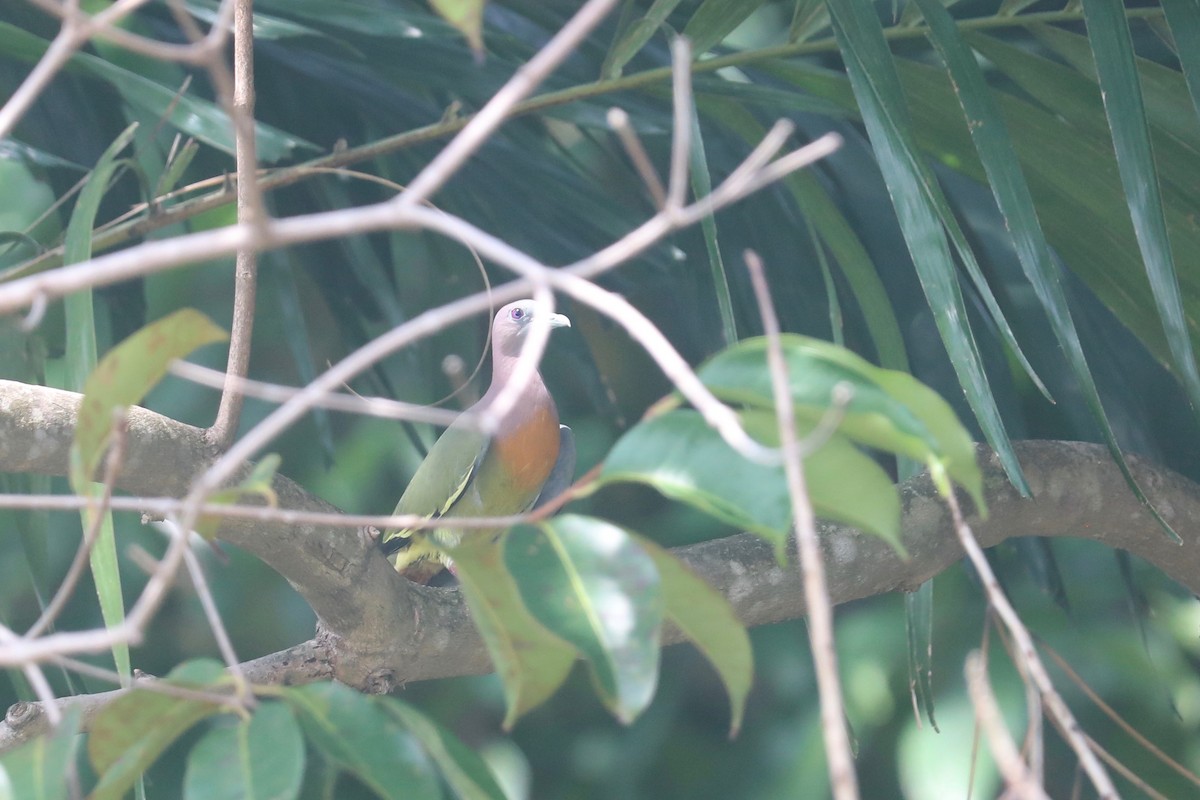 Pink-necked Green-Pigeon - ML617747615