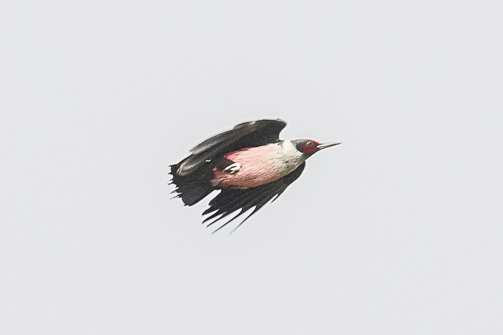 Lewis's Woodpecker - James McNamara