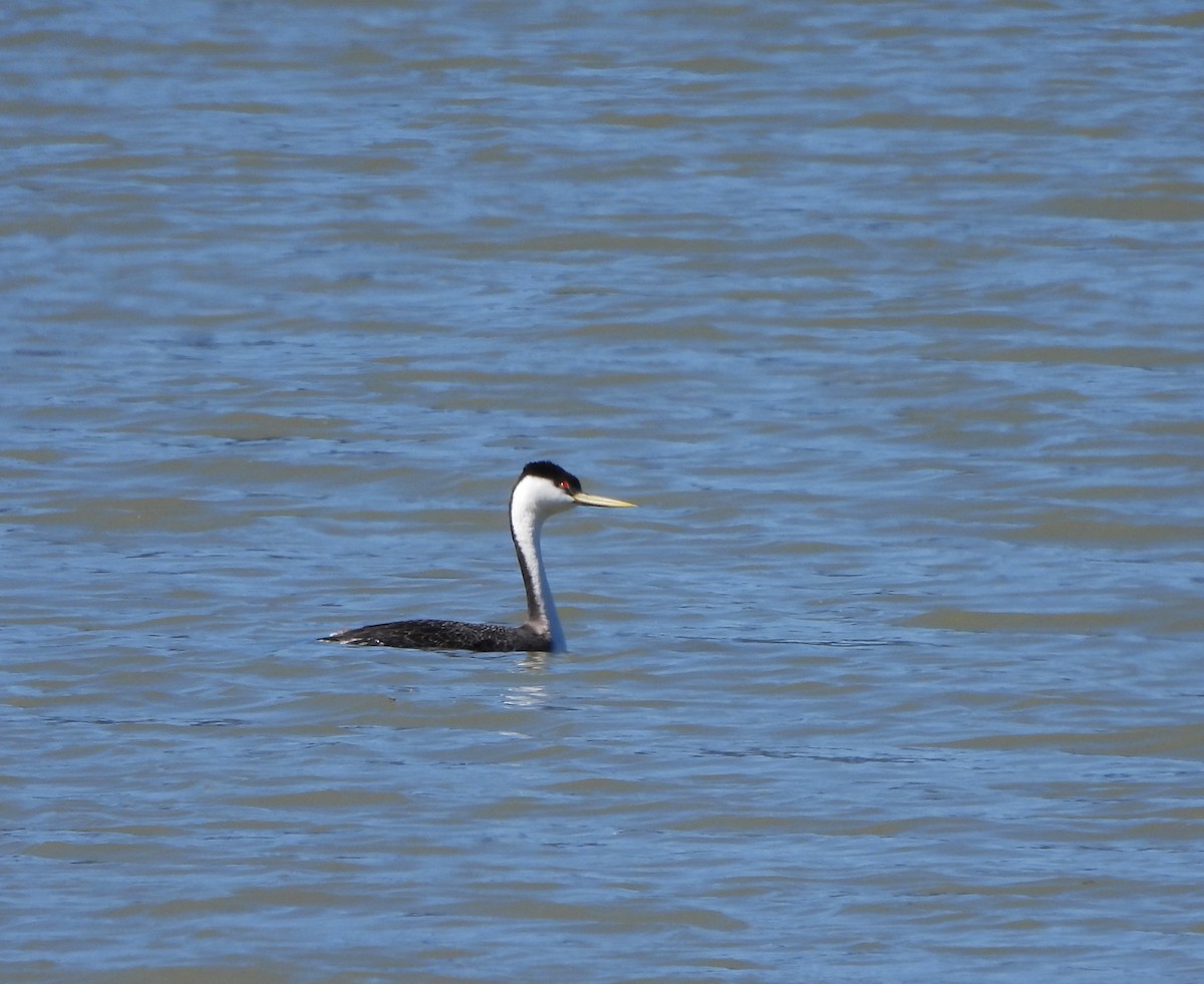 Western Grebe - Don Manson