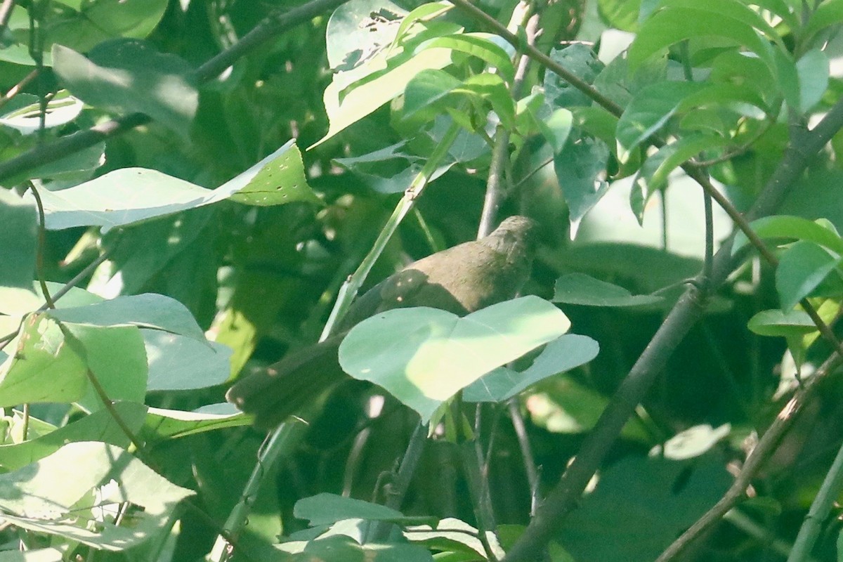 Olive-winged Bulbul - ML617747701