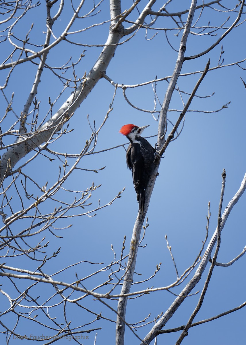 Pileated Woodpecker - ML617747742