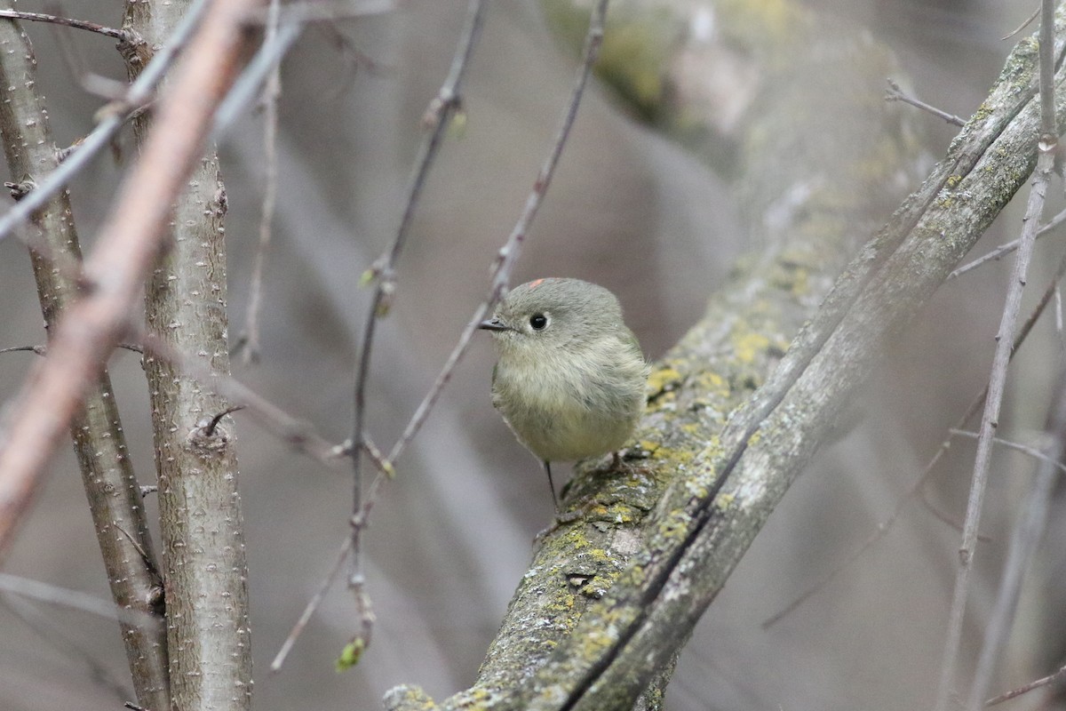 Ruby-crowned Kinglet - Richard Poort