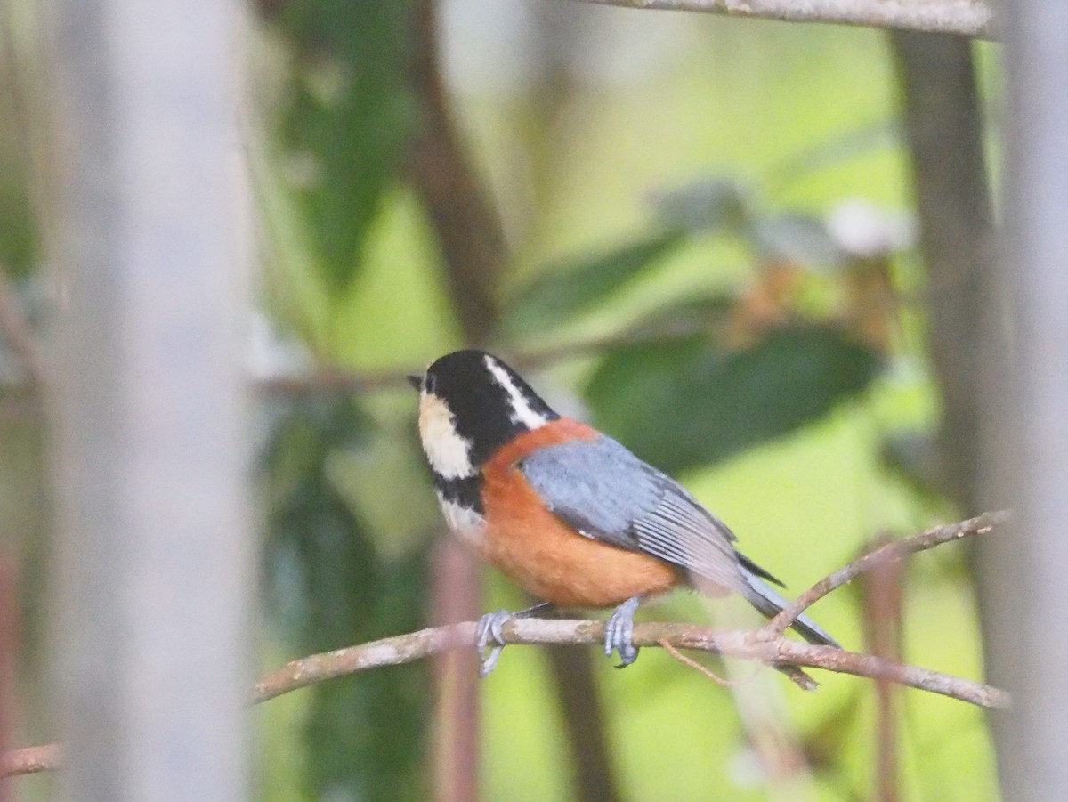 Varied Tit - ML617747763