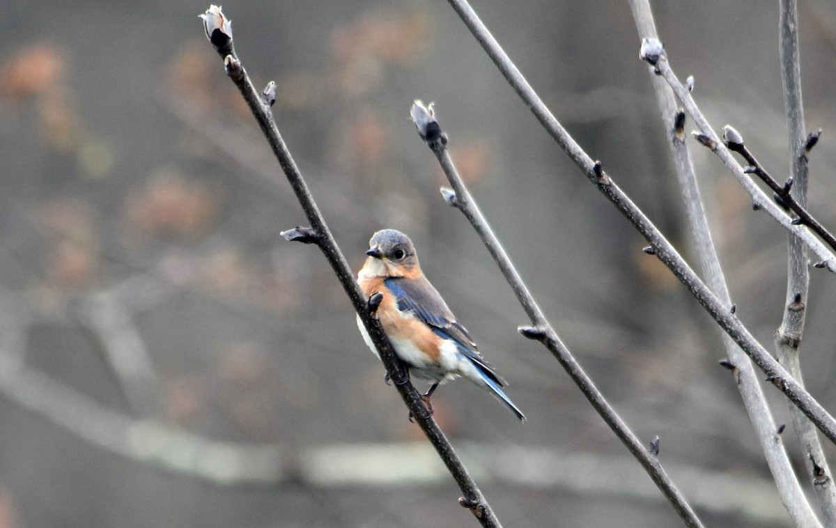 Eastern Bluebird - ML617747764