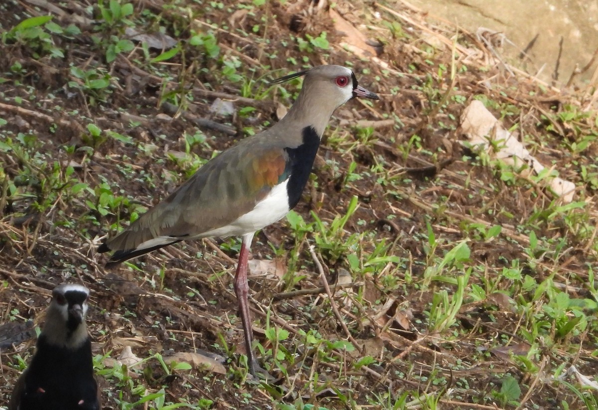 Southern Lapwing (cayennensis) - Ed Kwater