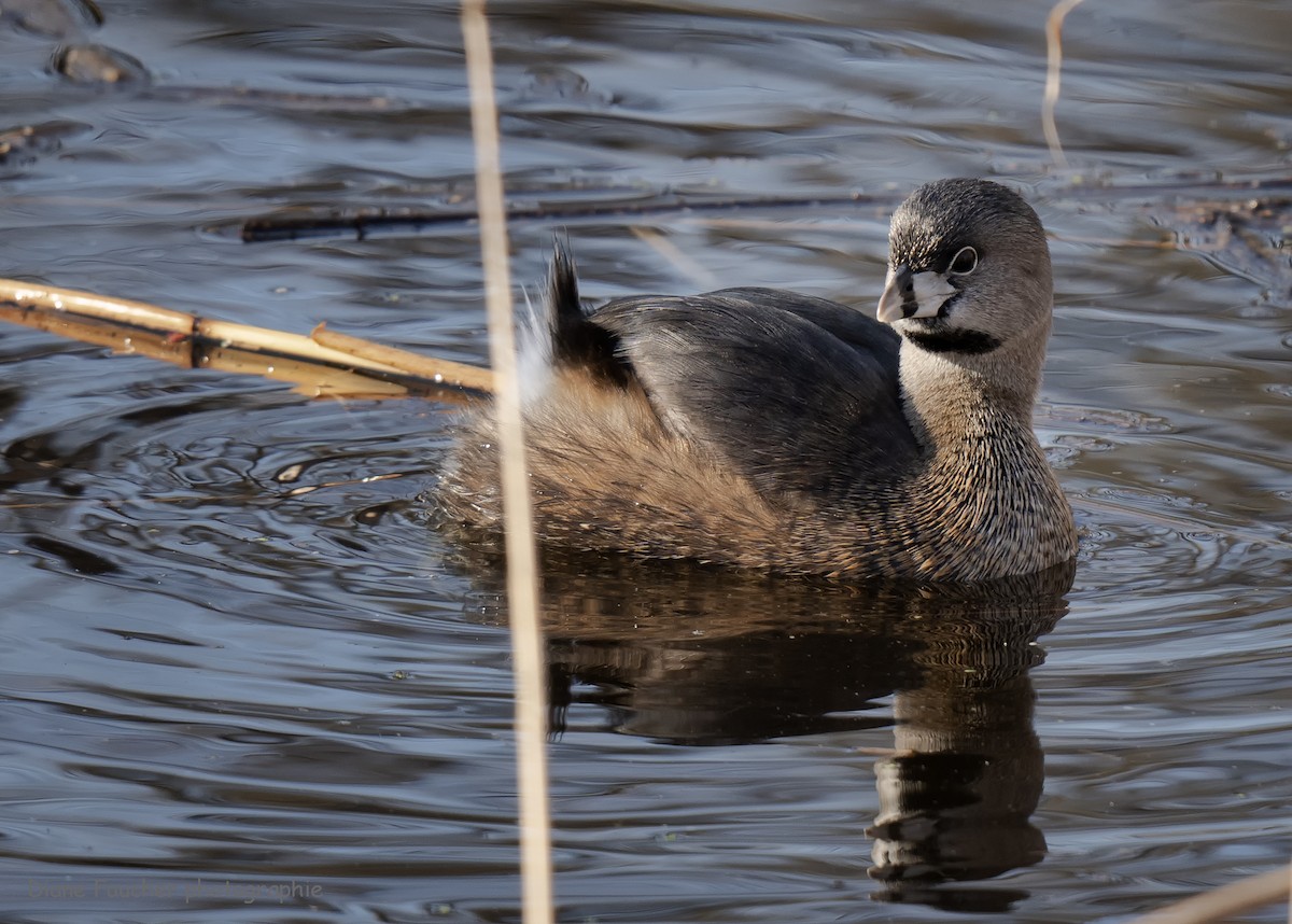 Pied-billed Grebe - ML617747798