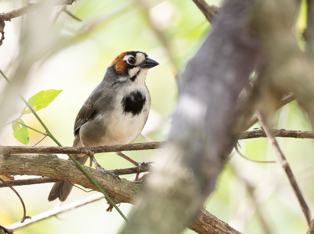 Cabanis's Ground-Sparrow - Forest Botial-Jarvis