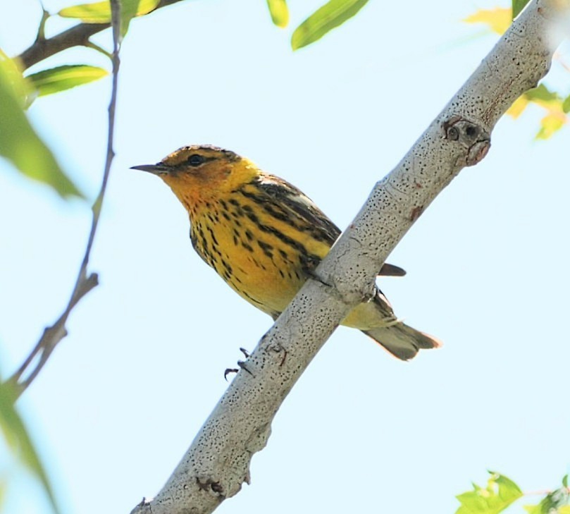 Cape May Warbler - Marcus & Cheryl Morris