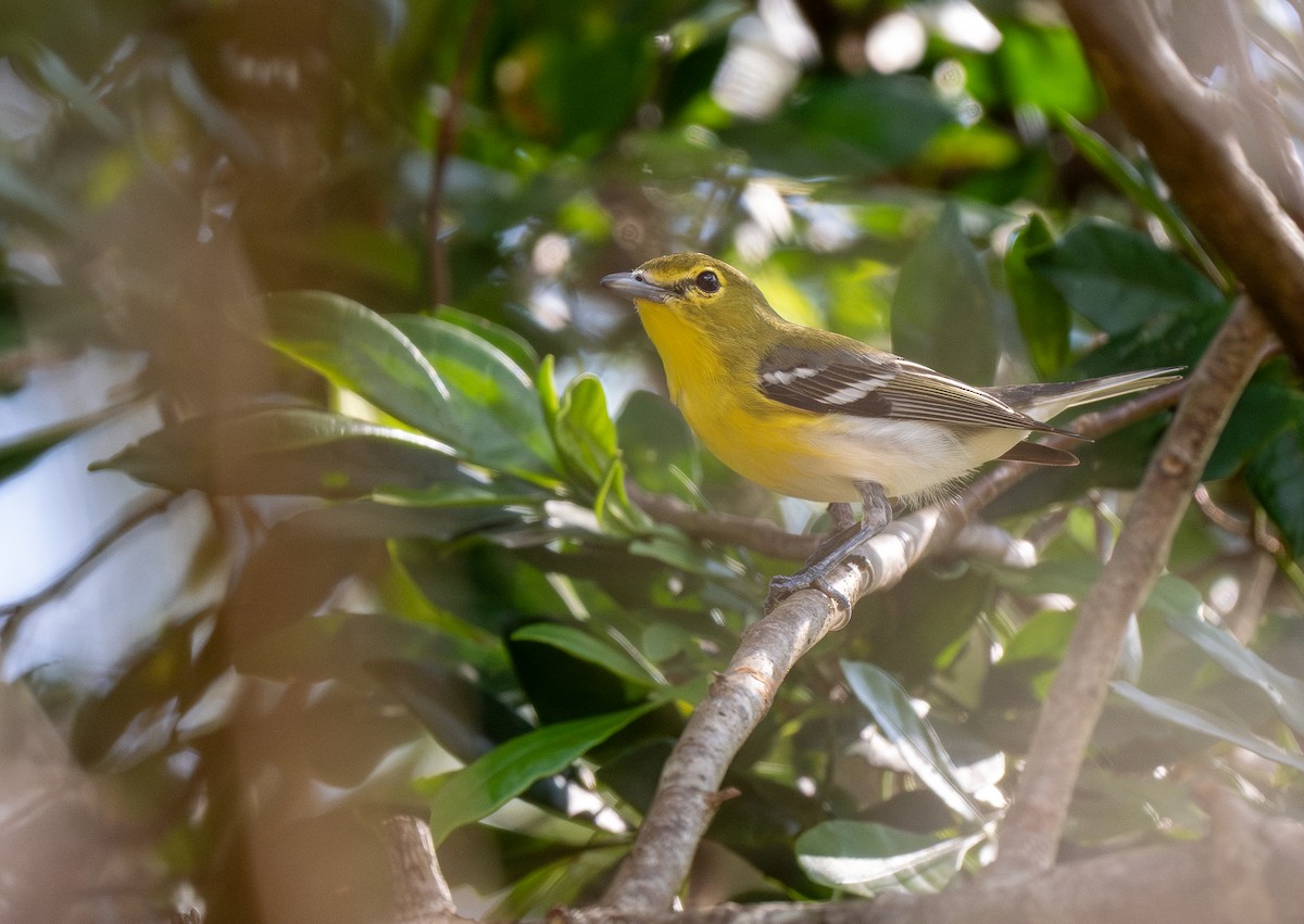 Yellow-throated Vireo - Forest Botial-Jarvis