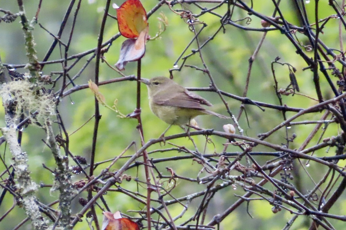 Orange-crowned Warbler - ML617747859