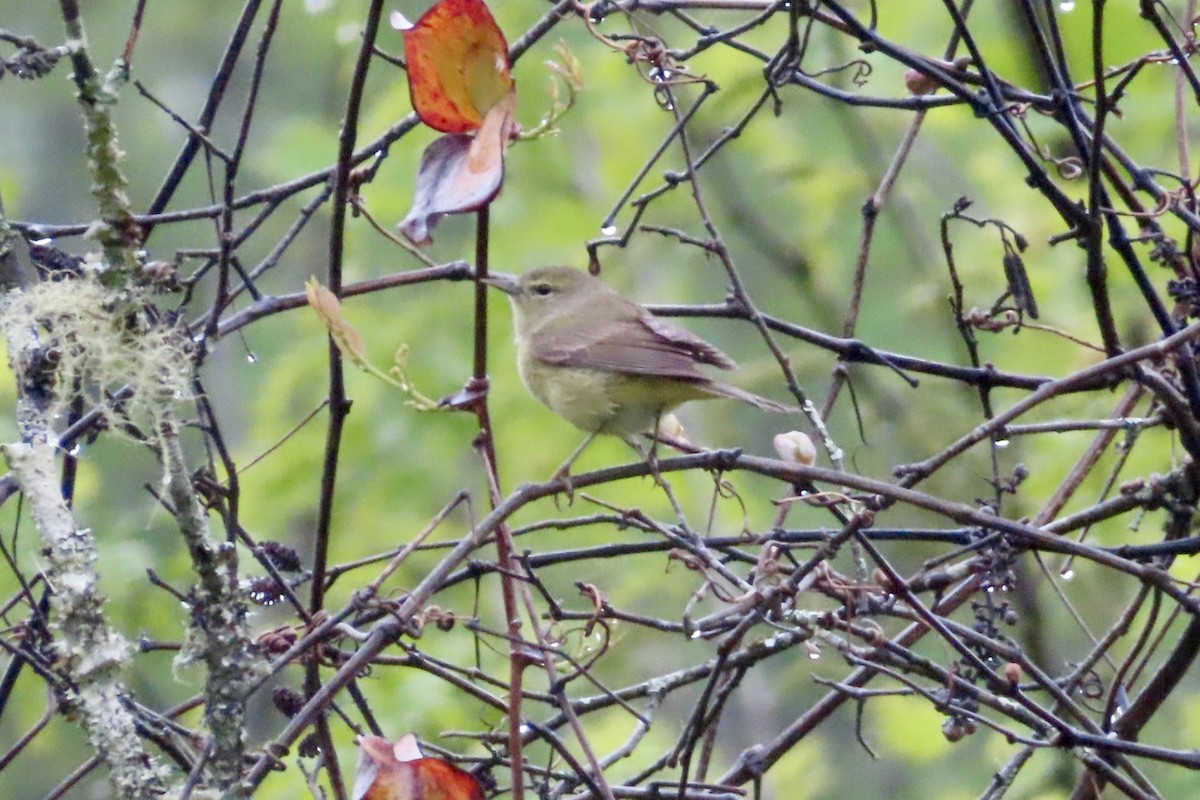 Orange-crowned Warbler - Matt Johnson