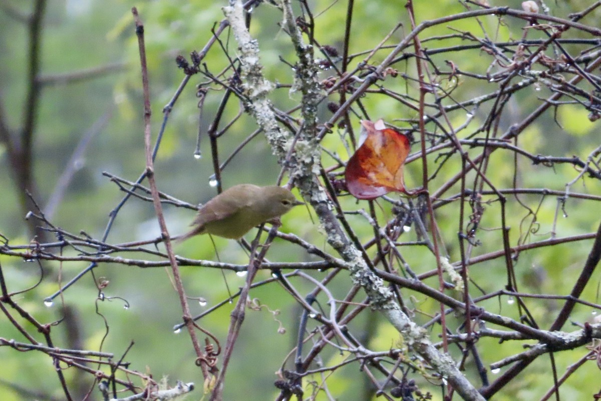 Orange-crowned Warbler - Matt Johnson