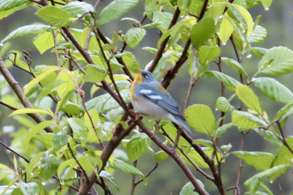 Northern Parula - Matt Johnson