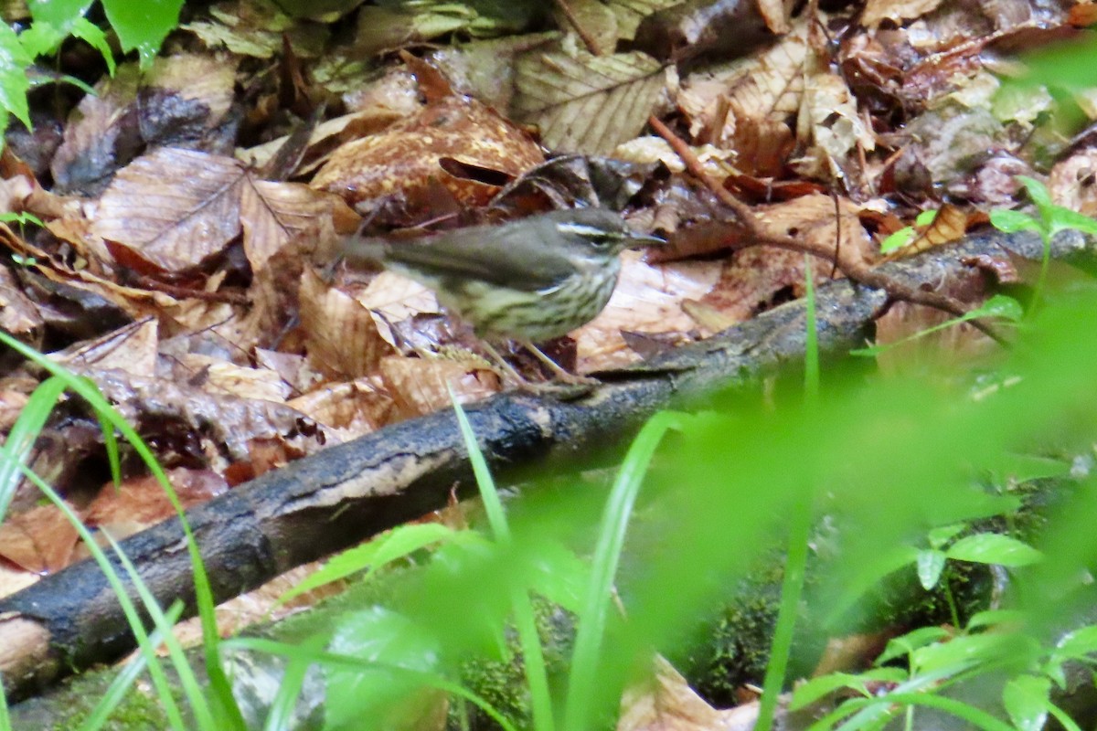 Louisiana Waterthrush - Matt Johnson