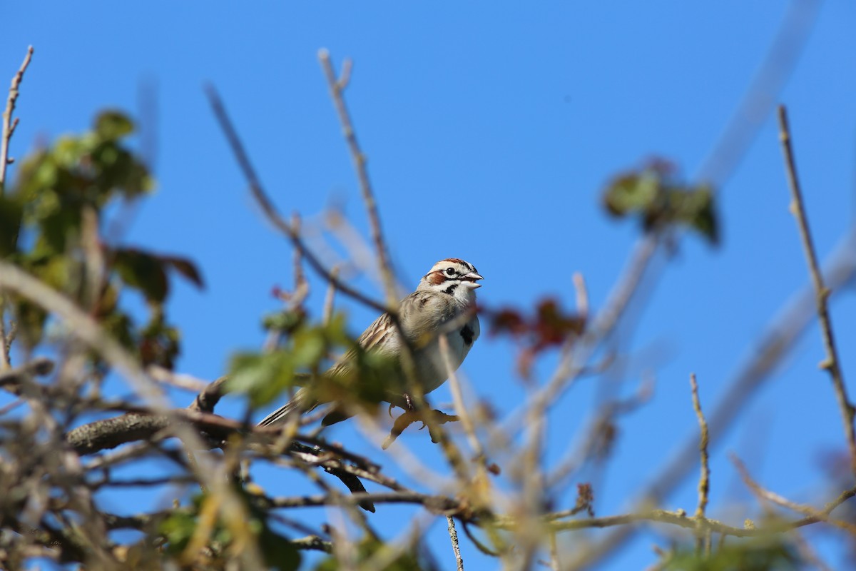 Lark Sparrow - Owen Bowie