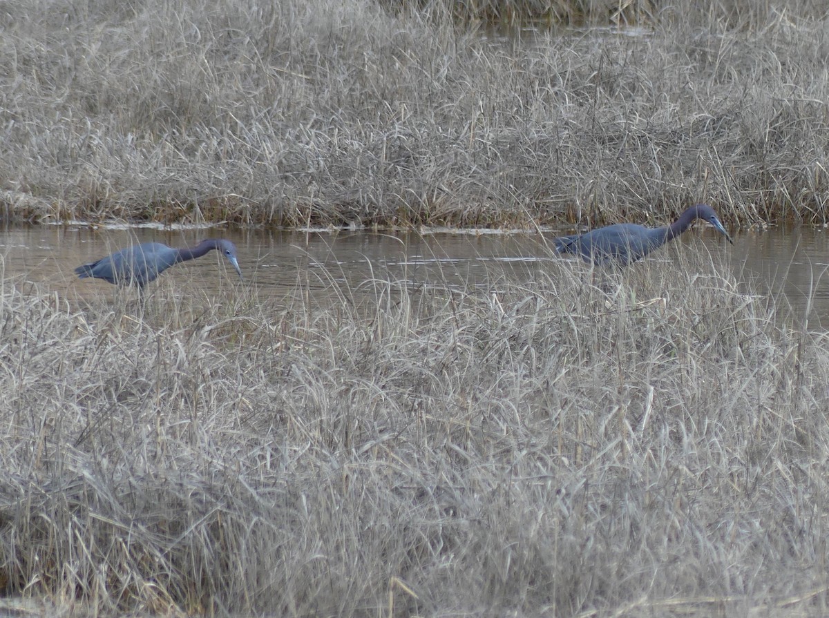 Little Blue Heron - ML617747948