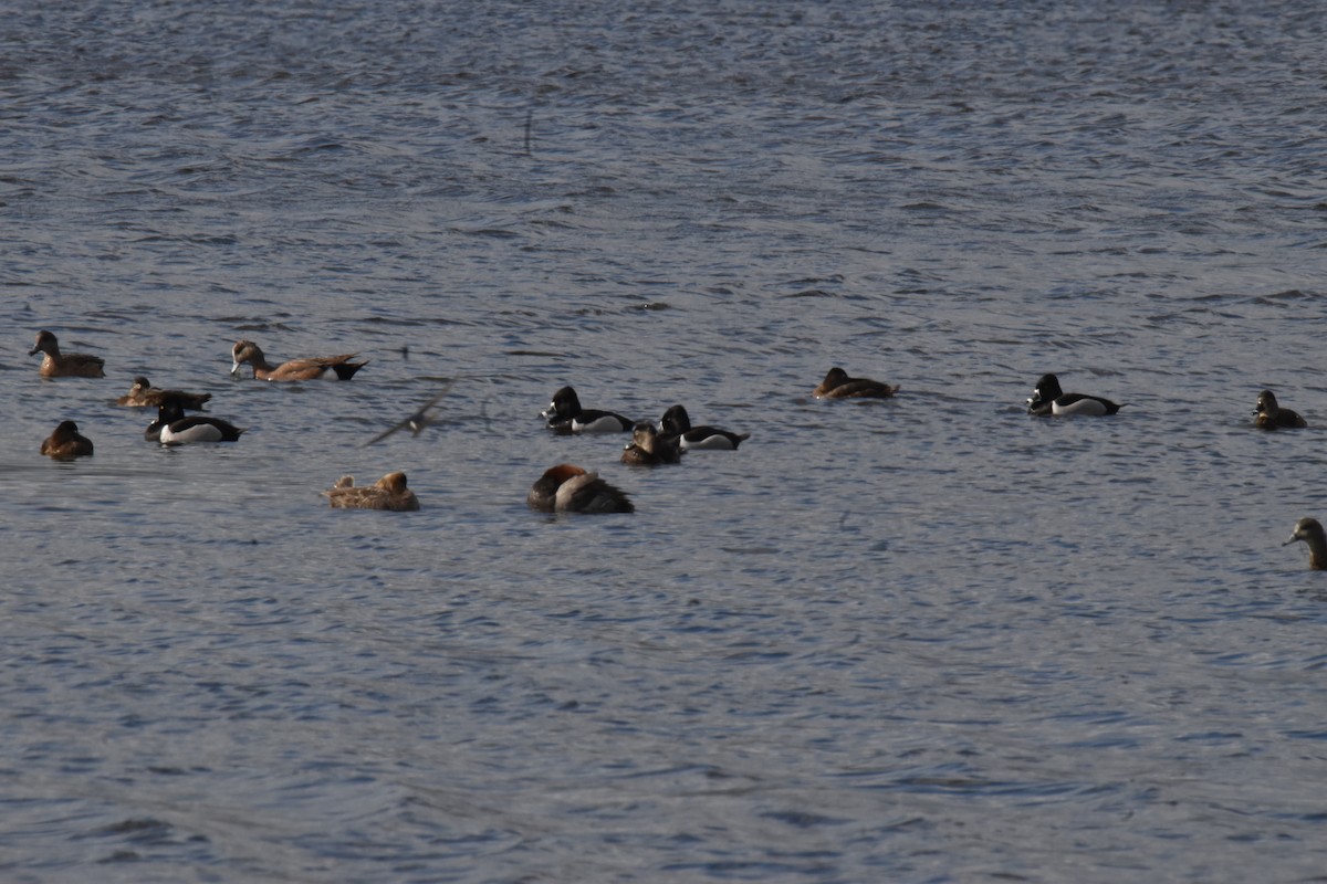 Ring-necked Duck - ML617747953