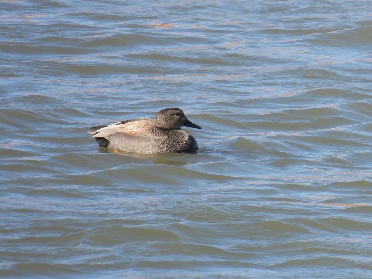 Gadwall - ML617747981