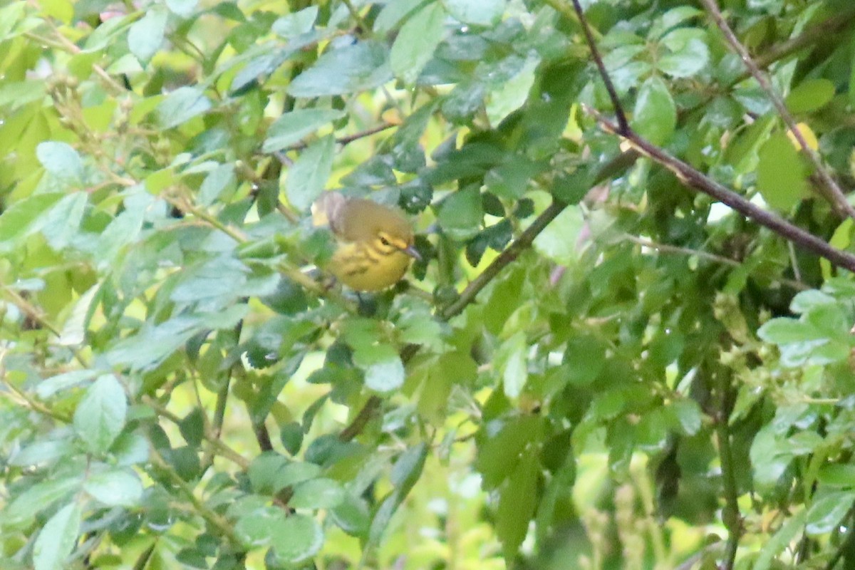 Prairie Warbler - Matt Johnson